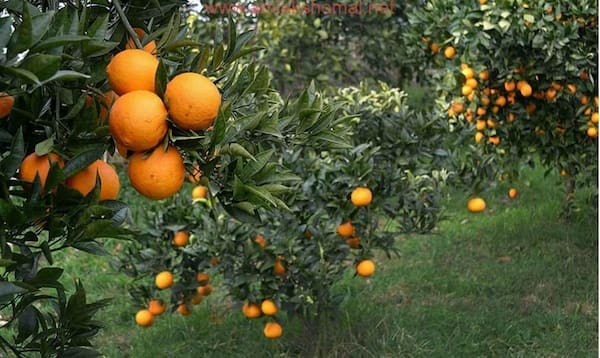 تصویر 5 از قیمت خرید پرتقال جنگلی اعلا + فروش ویژه